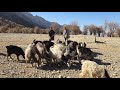 Iranian Nomadic Life; Goat Herding &amp; Wild Hawthorn Harvesting; by the Girls and Real Life