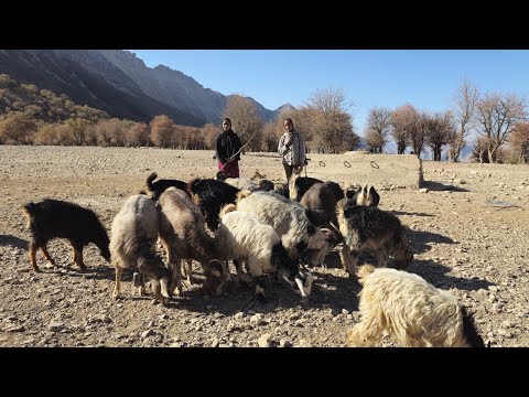 Iranian Nomadic Life Goat Herding Wild Hawthorn Harvesting By The Girls And Real Life