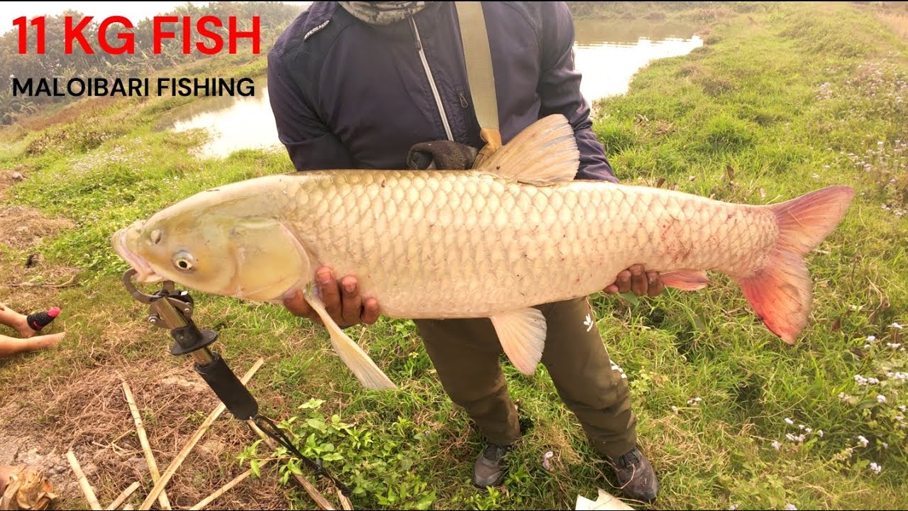 11 KG FISH CAUGHT AT MALOIBARI