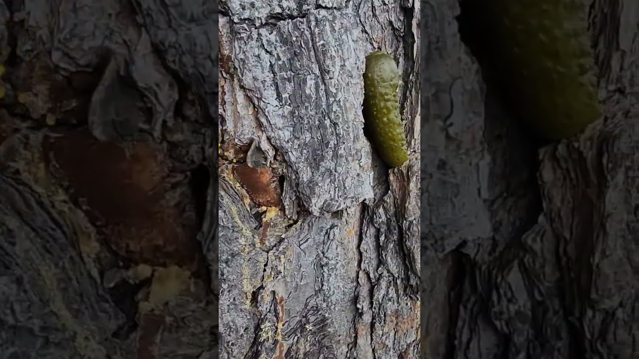 pickel pine cone flower bickie tree...