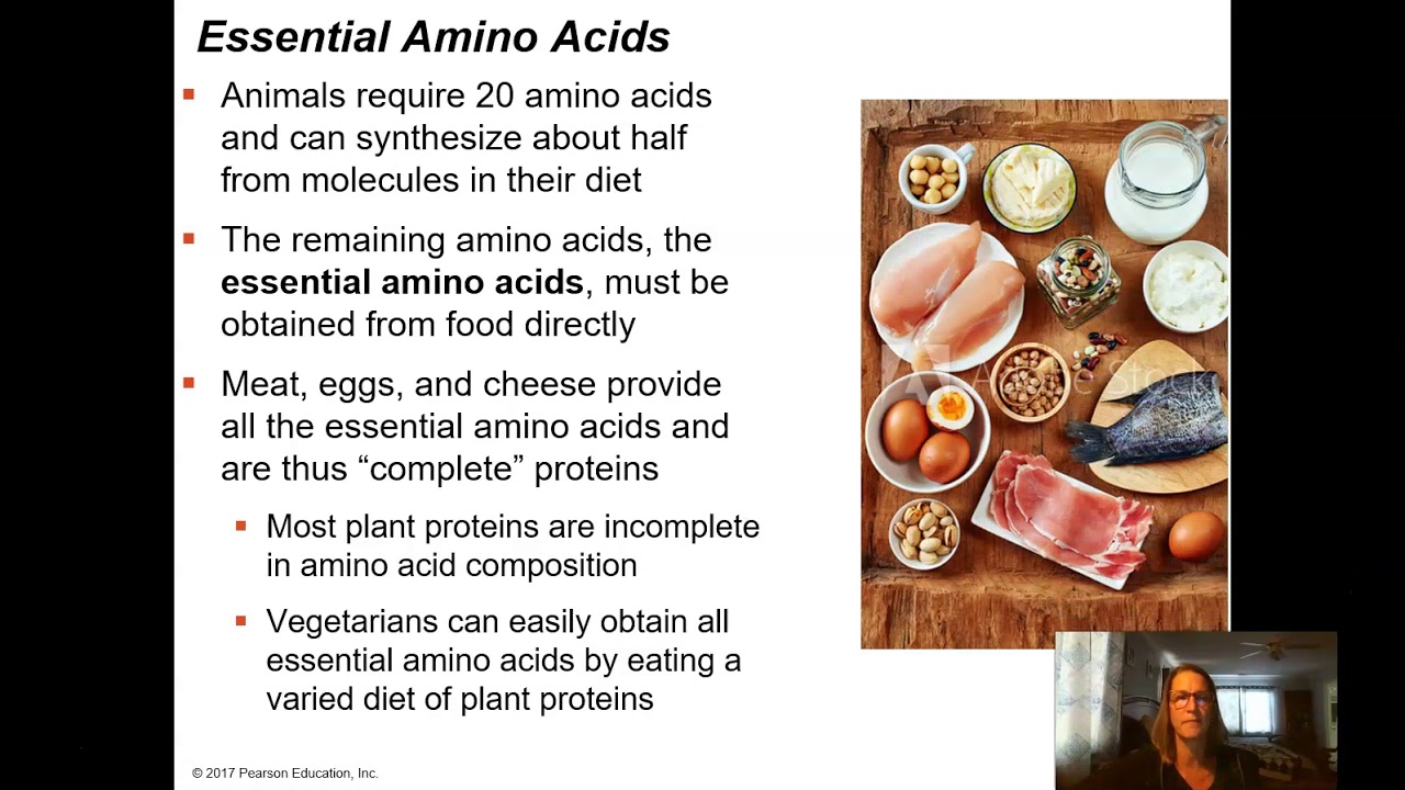 Animal Nutrition1 The need to Feed - YouTube