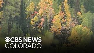 Best times for leaf peeping while avoiding big traffic backups