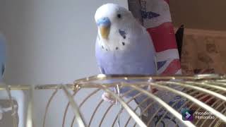 Birds are dancing to the song Son of Vengeance | Rhapsody of Fire