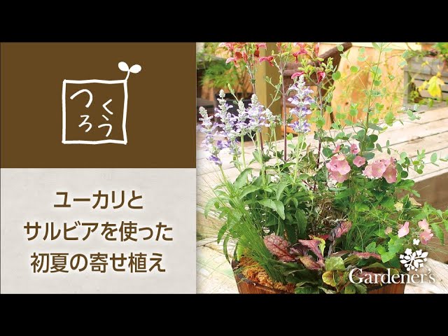 ♪ 初夏の寄せ植え3分レシピ ♪ユーカリとサルビアを使った寄せ植え