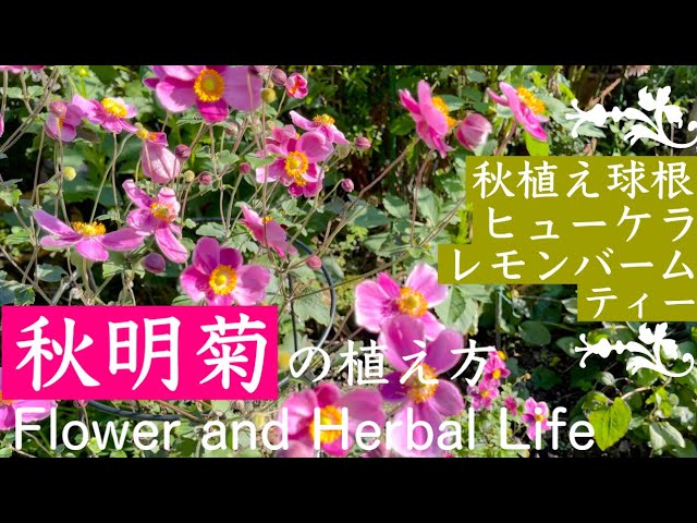 Autumn Gardening How To Grow Japanese Anemones Youtube