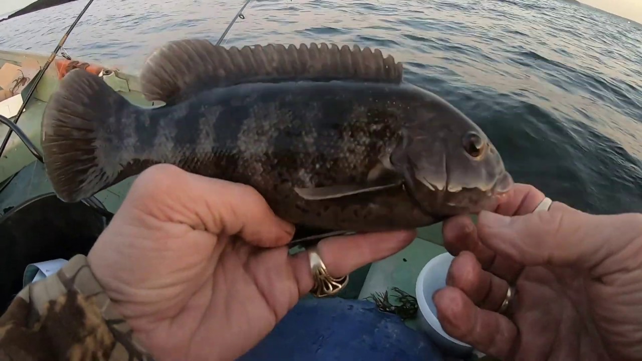 Our first 2019 Tautog "black fish " was a baby !!