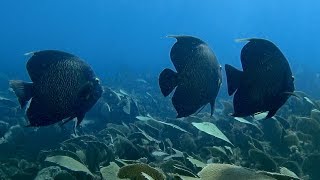 Snorkeling Yucatán 2018 – DEAD REEFS (4K | UHD)