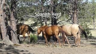 Exclusive Spanish Mustangs | Into the Woods | Black Hills Wild Horse Sanctuary Profile