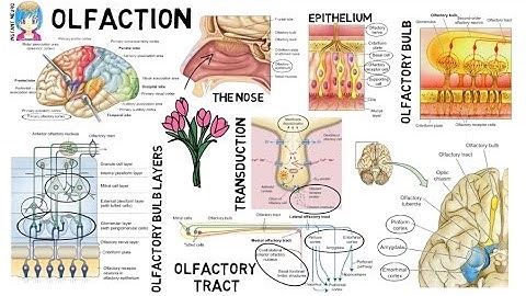INSTANT NEURO - Olfaction