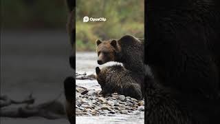 Brown Bear Cubs Play &amp; Tussle Adorable Alaska Adventure!