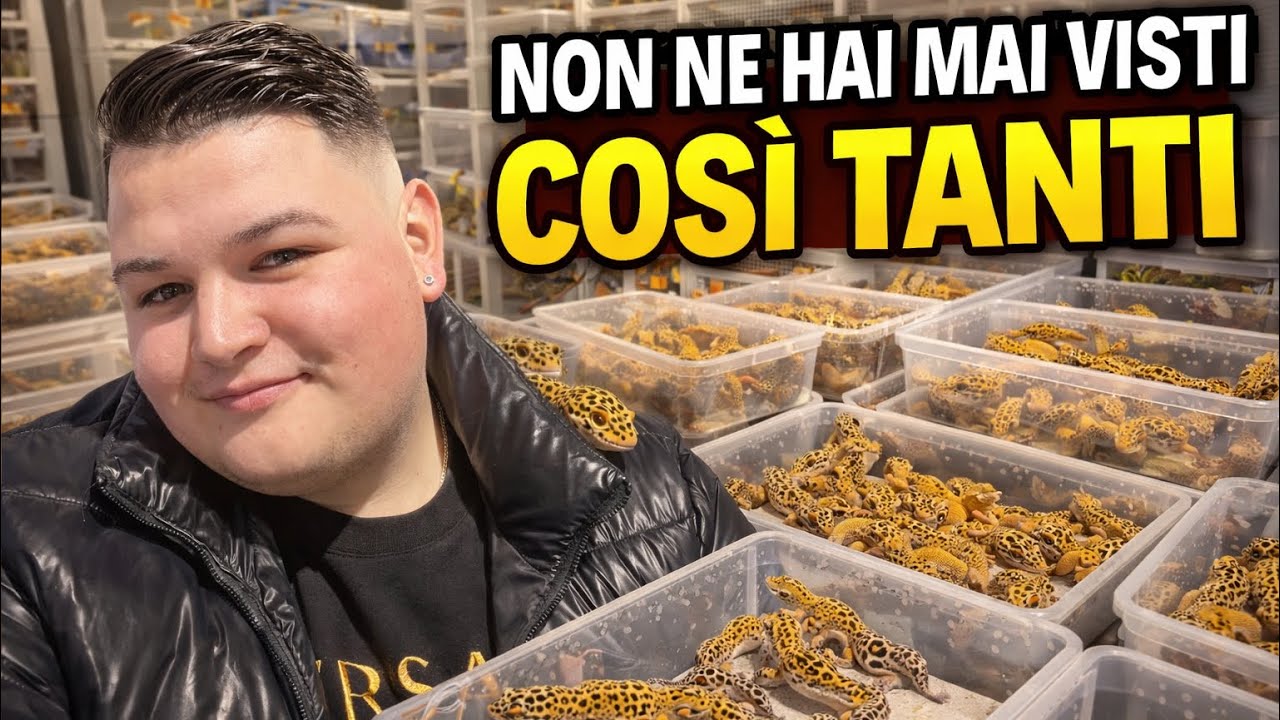 Non hai mai visto un allevamento di gechi del genere *CHRISGECKOS*
