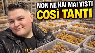 Non Hai Mai Visto Un Allevamento Di Gechi Del Genere