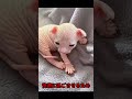 家の猫がある不明な生き物をくわえて帰ってきた