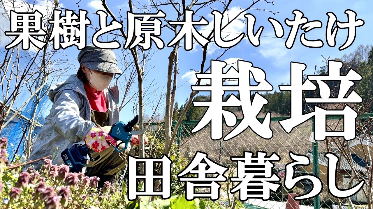 Cultivation and Harvesting] Harvesting and marinating shiitake