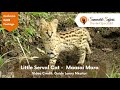 Little Serval Kitten - Maasai Mara - Sunworld Safaris