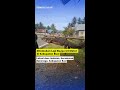 Video: Lagi, Buaya 3,5 Meter Tertangkap Di Kompleks Pemukiman Warga Di Kabupaten Buol