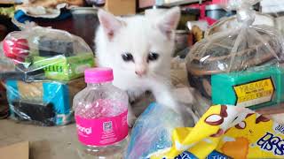 Introducing Happy to the Orange Kittens! Will Snow and Khozkha Accept Him 🐾