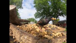 Bird breakfast buffet