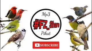 Mp3 Pikat Kombinasi Burung Kebon