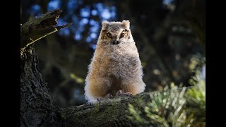 Baby Owl Branching for the First TIme