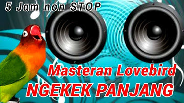 Masteran Lovebird Ngekek Panjang 5 Jam Tanpa Jeda