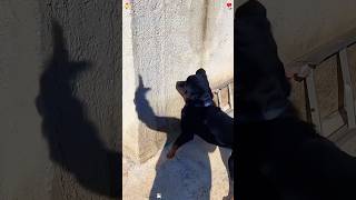 Dramatic dogs #youtubeshorts #funny #dogs #dramatic