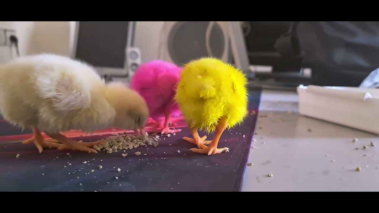 3 Little Chicks New Friends / Day 1