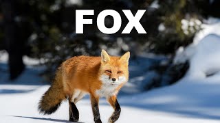 Fascinating Facts About Foxes  Nature's Clever Creatures