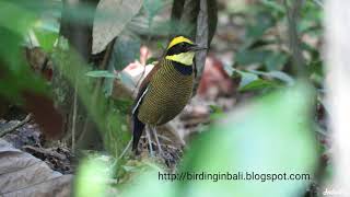 Javan Banded Pitta (male) call || suara burung Paok Pancawarna (Jantan)