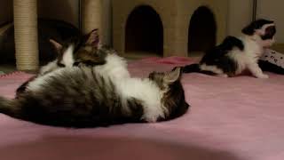 Tiny forest Kittens are a month old and playing! by Norwegian Forest Cat Tales 176 views 1 year ago 45 seconds