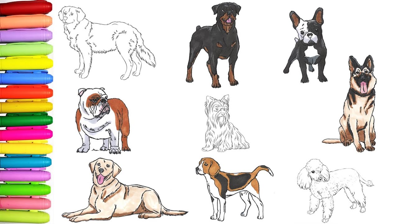 Popular Dog Breeds coloring book! 🐾🐩 - YouTube