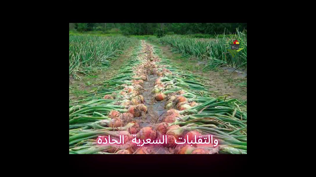 أسواق البصل العالمية خلال عام 2025