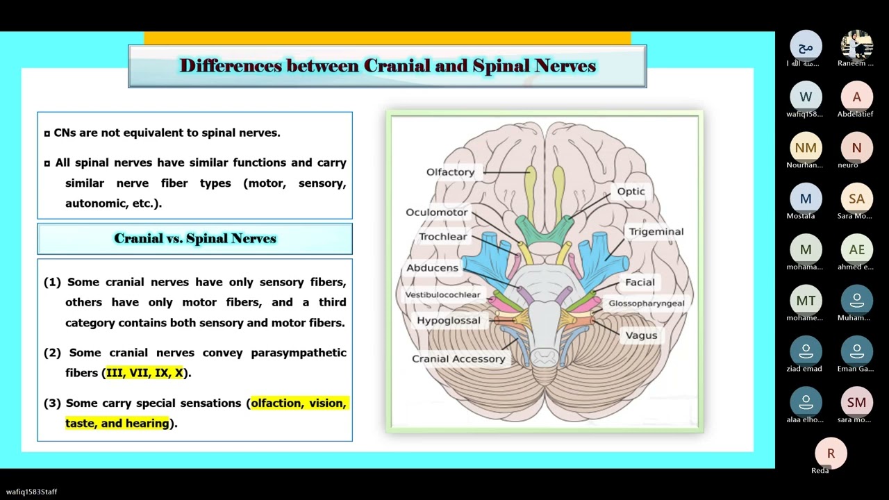 the cranial nerves' corriculum