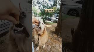 잠깐만~~ 의자에 앉는 순간 ~ 간식이 주머니에 ~ 호두야 히히~#대형견 #대형견산책 #반려견