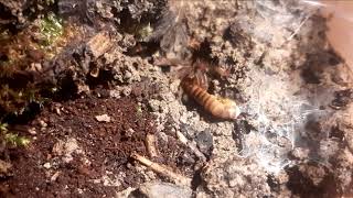 Baby Tarantula is afraid of her worm, but unexpected help is on the way