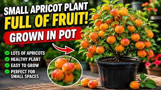 Apricot Fruiting Update 🍑 | Small Apricot Plant Full of Fruits in Pot | Home Garden Ideas