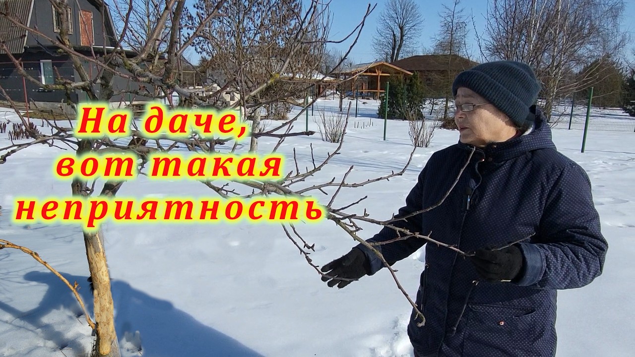 Наводнение будет? Острые зубы грызуна испортили яблоню. Скворцы прилетели. Рыбаки на тонком льду.