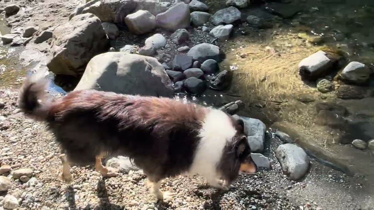 Kaylee in the New Haven River (Sept 4, 2024)