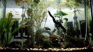 24 Hours of Live Fish Tank Aquarium viewing
