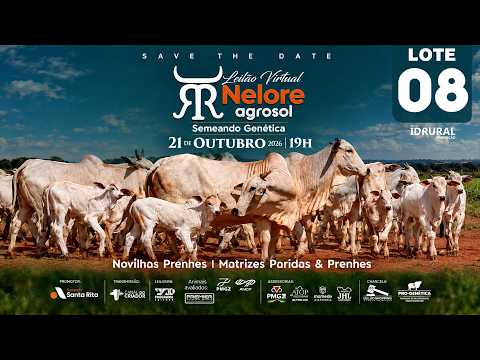 LOTE 08