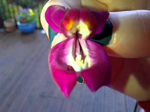 snap dragon flower youtube