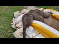 Pyi Mai and her new pool - EleFlix