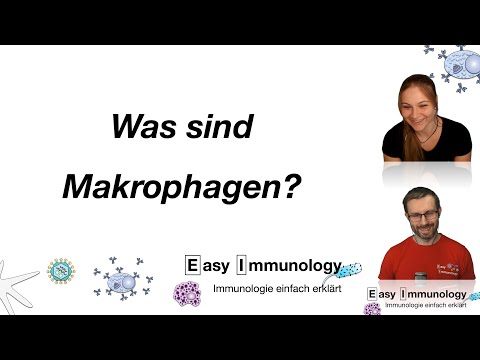Video: Wo findet man Makrophagen?