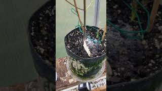 ganja milk #FAIL growing weed with milk