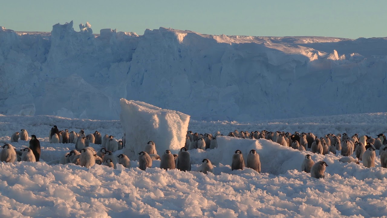 Wide-angle shot of an Emperor penguin (Aptenodytes forsteri) colony at sunset, Antarctica