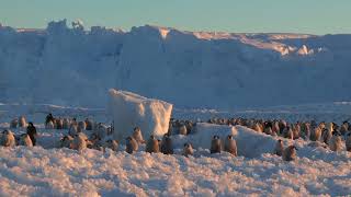 Wide-Angle Shot Of An Emperor Penguin Aptenodytes Forsteri Colony At Sunset, Antarctica