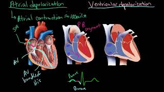 Electrical Cardiac Conduction System Of The Heart Ekg Ecg Animation Nursing School Nclex-Rn