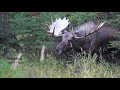 That Amazing Bull Moose Part Two: Chasing the Girls