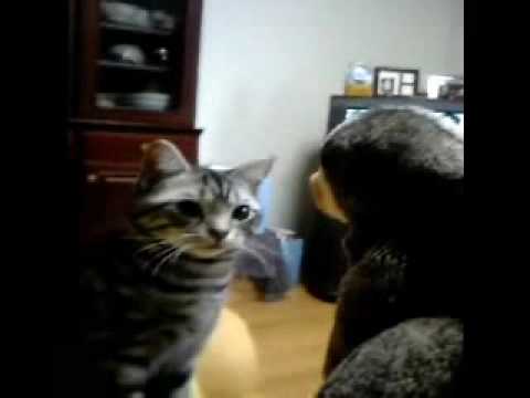 cat fighter　1