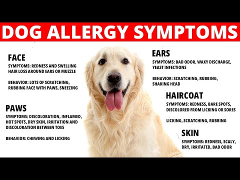 Video: Hva å gjøre hvis hunden din har allergier